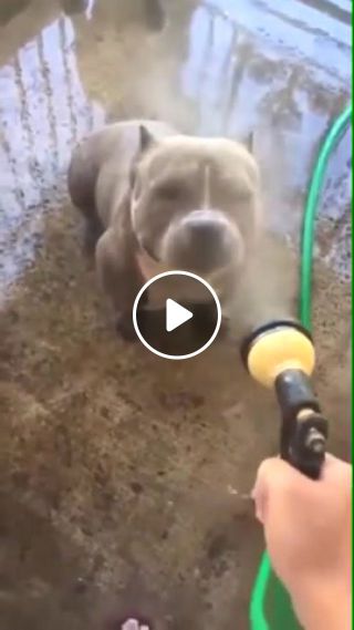 Happy shower for a dog