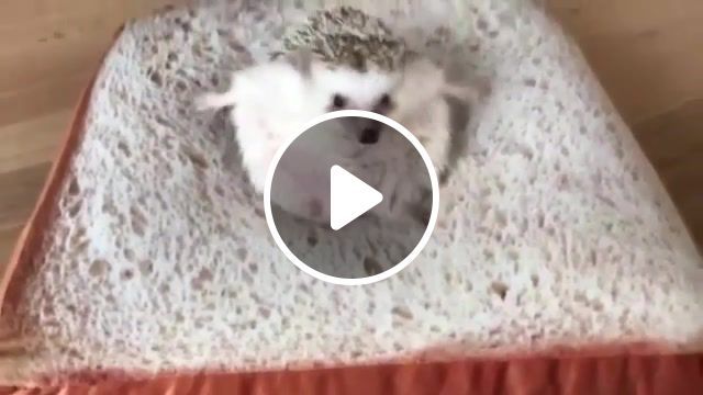 Hedgehog is stuck, animal, hedgehog, funny, animals pets. #0