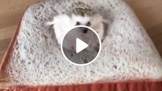 Hedgehog is stuck