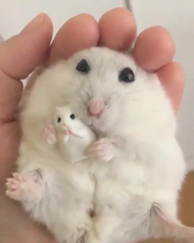 Human holding a hamster holding a hamster holding something else, hamster, cute, adorable, nya, kawaii, tenderness, boards of canada, mimimi, animals pets.
