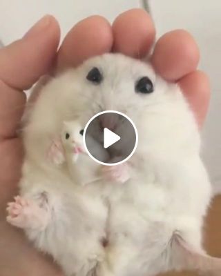 Human holding a hamster holding a hamster holding something else