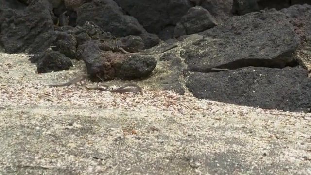 Iguana chased by snakes - Video & GIFs | bbc1,bbc 1,bbc one,planet earth,series 2,planet earth series 2,david attenborough,attenborough,nature,animals,pets,snake,discovery,nhu,narutal,history,galapagos islands,islands,landscape,earth,world,sea,ocean,galapagos,stunning,iguana,animals pets