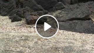 Iguana chased by snakes