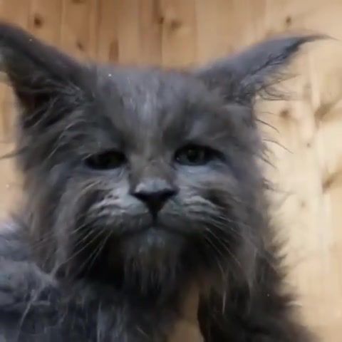 I'm only human after all - Video & GIFs | i'm only human after all,cat,human face,grey cat,kitten,kitty,animals pets