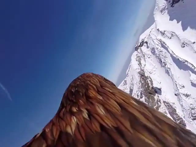 Just fly shot by gopro, gopro, fly, nature, mountain, eagle, sun, view, amazing, animals pets.