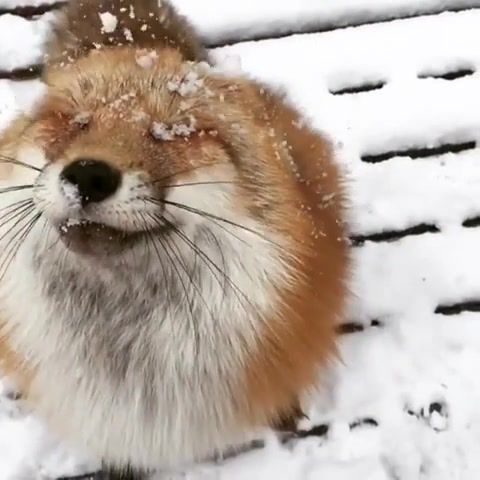 Let it snow, Fox, Foxy, Red Fox, Ginger, Fluffy, Snow, Winter, Frank Sinatra, Let It Snow, Snowball, Animals Pets