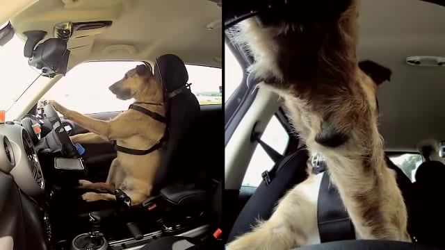 Meet Porter. The World's First Driving Dog, Campbell Live, New Zealand, World First, Teaching Dogs To Drive, Dog Driving School, Porter, Monty, Dog Drive, Animal, Dogs, Animals, Dog, Dog Training, Countryman, Spca, Drivingdogs, Driving Dog, Mini, Animals Pets