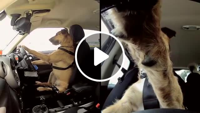 Meet porter. the world's first driving dog, campbell live, new zealand, world first, teaching dogs to drive, dog driving school, porter, monty, dog drive, animal, dogs, animals, dog, dog training, countryman, spca, drivingdogs, driving dog, mini, animals pets. #0