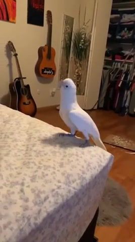 Parrot, parrot, dance, nice, chill, perfectsync, music, animals pets.