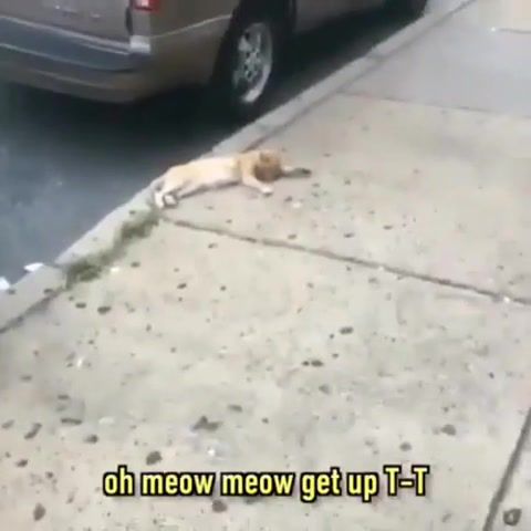 Poor Meow Meow, Animals Pets