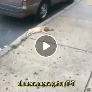 Poor Meow Meow