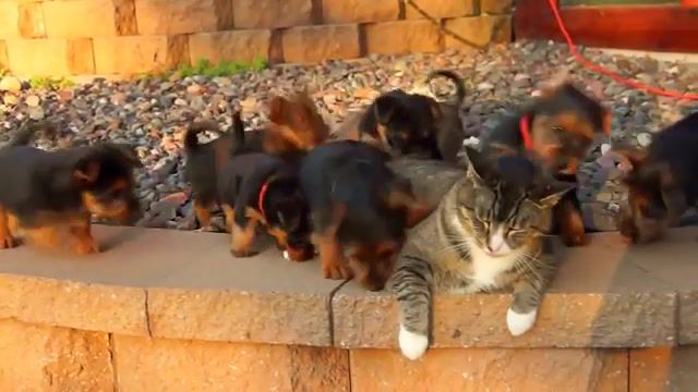 Puppy love, Cuteness, Zoo, Cat, Dog, Music, Animals, Cat And Puppies, Animals Pets