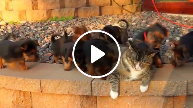 Puppy love, cuteness, zoo, cat, dog, music, animals, cat and puppies, animals pets. #0