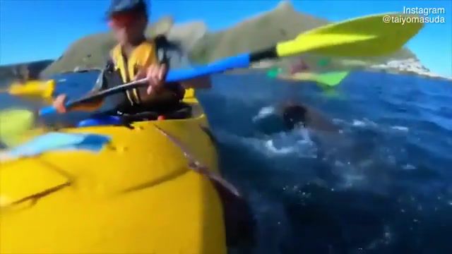 Seal slaps a kayaker in the face with an octopus, Animals Pets
