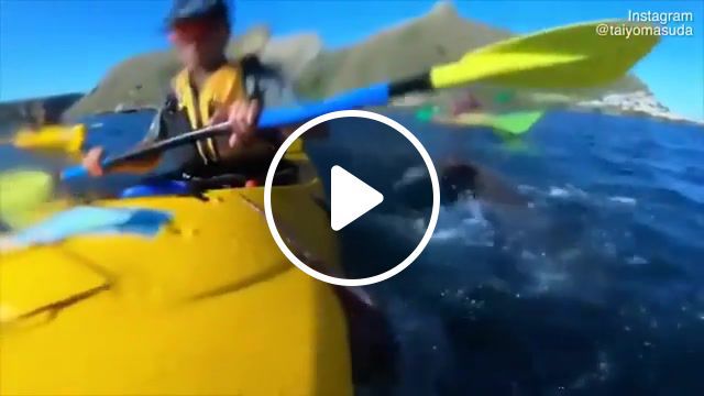 Seal slaps a kayaker in the face with an octopus, animals pets. #0