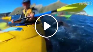 Seal slaps a kayaker in the face with an octopus