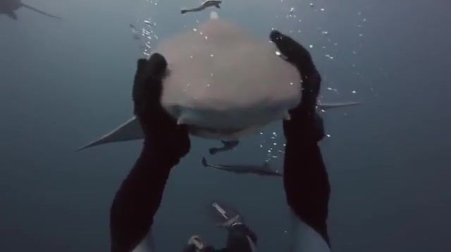 Shark and Diver - Video & GIFs | fishing,fish,bubble,cosmos,trip,like,dream,free,underwater,eleprimer,gif,join,loop,music,zoo,love,shark,diver,animals pets