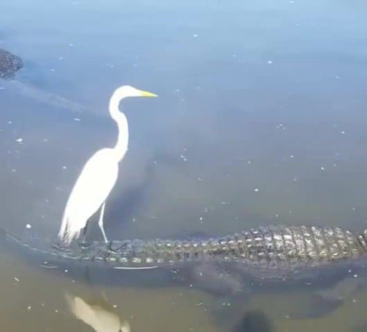 Slow Ride - Video & GIFs | slow ride,take it easy,crocodile,stork,or not stork,i dont know,animals pets