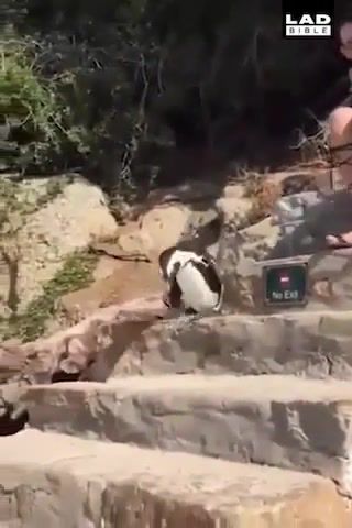 Smile and wave, Animals Pets