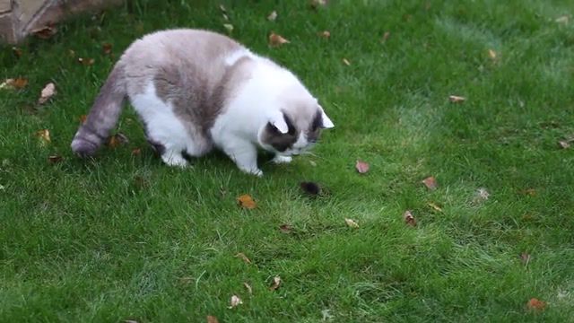 Summertime sadness live, international cat day, hd 1080p, live, cat and mouse, august 8th, summertime sadness, musical mashup, live sound, self filmed, self sung, animals pets.