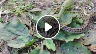 Unbelievable Mantis attack