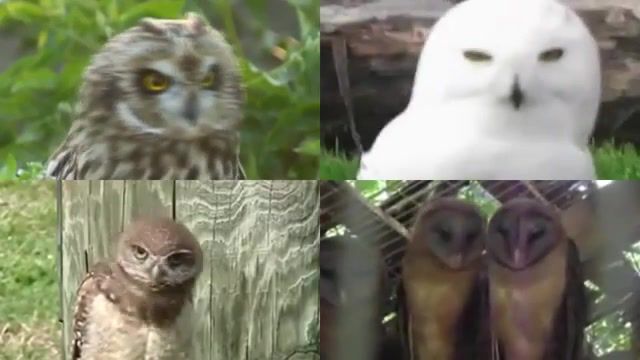 What is owl, rhythmic, rhythm, music, haddaway, baby do not hurt me, what is love, owls, owl, animals pets.