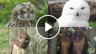 What is owl