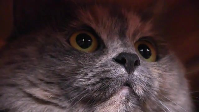 When browsing the internet - Video & GIFs | funny animals,funny cat,funny,cute cat,cat,meow,kitty,kittens,kitten,cats,pets,pet,animals,animal,animals pets