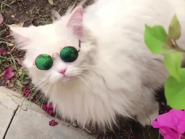 White cat black betty, best vines, funny vines, funny, funniest, cat, animals pets.