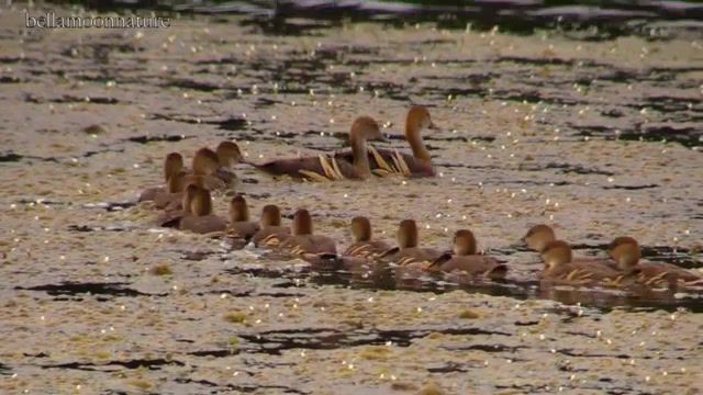 AMAZING FAMILY, Duck, Whistling Ducks, Gr Whistling Ducks, Ducks Found In Australia, Ducklings, Whistling Duck Ducklings, Amazing Family Of 18 Ducks, Sixteen Ducklings In One Clutch, Animals Pets