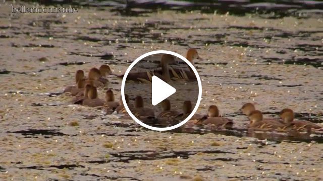 Amazing family, duck, whistling ducks, gr whistling ducks, ducks found in australia, ducklings, whistling duck ducklings, amazing family of 18 ducks, sixteen ducklings in one clutch, animals pets. #0