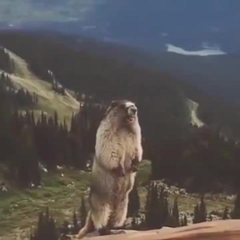 Angry marmot, angry, marmot, evil, animal, screamer, animals pets.