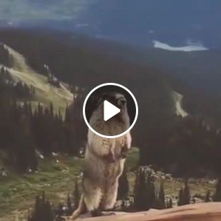 Angry marmot