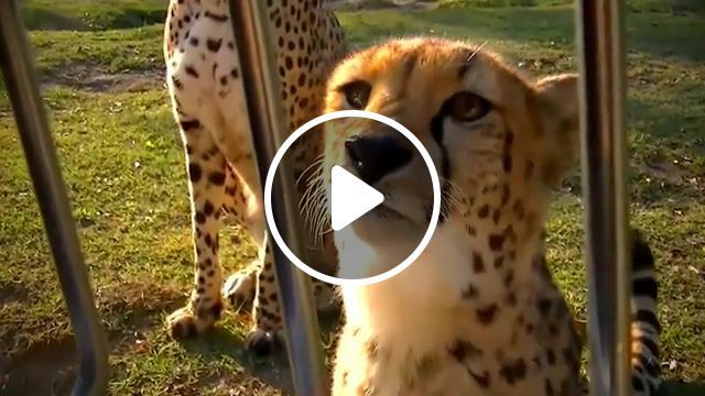Animals pets, animals pets. #0