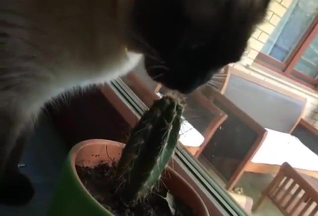 Cat eating cactus, cat, cactus, eat, animals pets.
