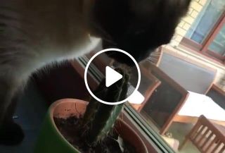 Cat eating cactus