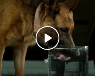 Dog Drinking Water in 4K Slow Motion