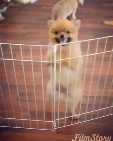 Dog Rumba Beat - Video & GIFs | doggo,free,nice,eleprimer,lol,wtf,ifunny,funny,like,dance,wow,rumba,dogs,dog,animals pets
