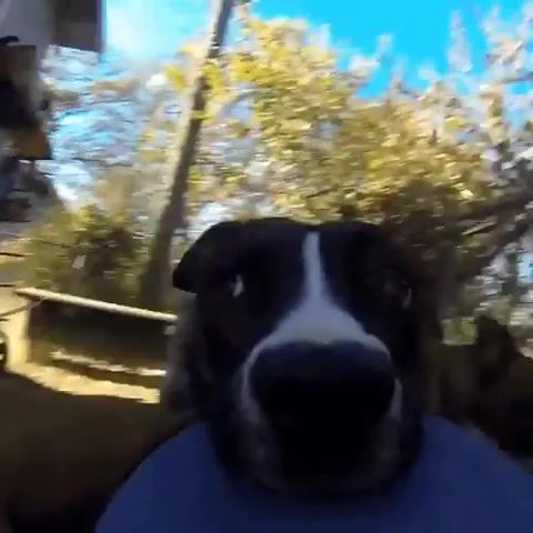 Dog steals gopro, dog, doggo, steals camera, animals pets.