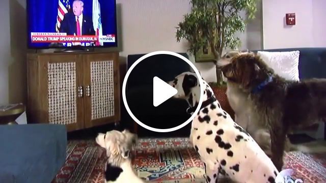 Donald trump makes white dogs sit on command via tv, youtube capture, animals pets. #0