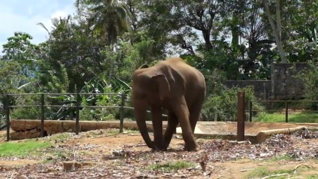 Elephant's reggae, relax, dance reggy, dance, elephant, animals pets.