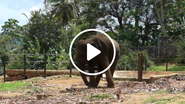 Elephant's reggae, relax, dance reggy, dance, elephant, animals pets. #1