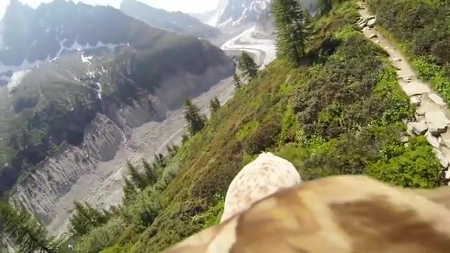 Flying eagle - Video & GIFs | flying eagle point of view chamonix france french alps wild life,viral,srachi,gopro hero4 sony action cam mini,hdr az1,animals pets