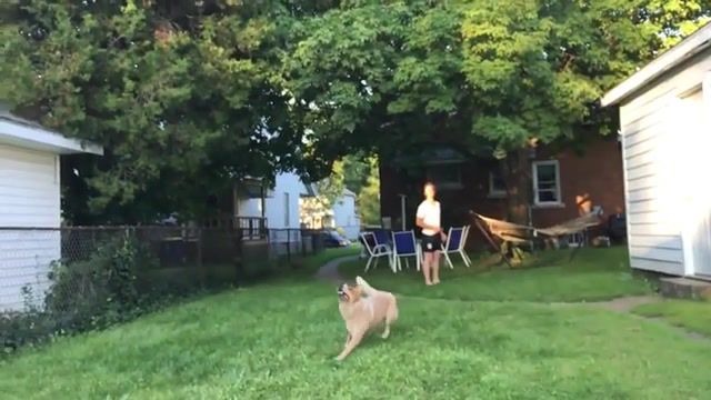 Frisbee, wtf, oops, wasted, slow motion, slowmotion, slowmo, slow mo, gag, jokes, smile, comedy, humour, humor, funny, fun, ouch, lol, joke, fail, dogs, dog, animals, animal, frisbee, animals pets.