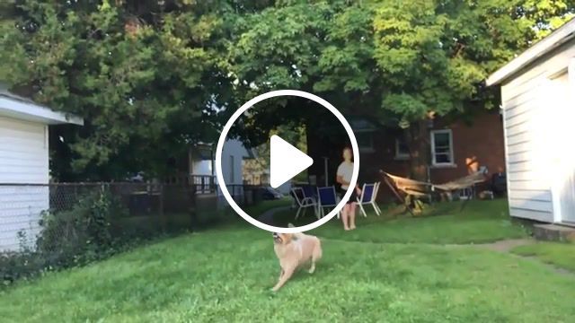 Frisbee, wtf, oops, wasted, slow motion, slowmotion, slowmo, slow mo, gag, jokes, smile, comedy, humour, humor, funny, fun, ouch, lol, joke, fail, dogs, dog, animals, animal, frisbee, animals pets. #0
