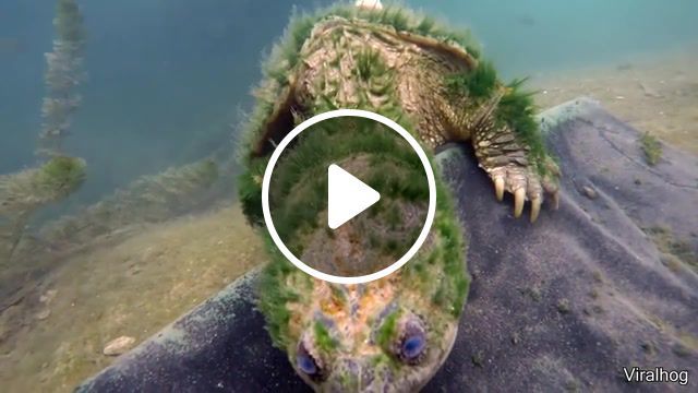 Give it a try whispered the heart a really old turtle lotus, best vines, funny tik tok, funny, funniest, bottom, miracle, rare, tagsforlikes, mystery, underwater, relax, old, turtle, sea, water, lotus, creature, wisdom, animals pets. #0