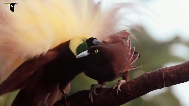Greater Bird of Paradise, Bird Of Paradise, Birds, Bird, Birds Of Paradise, Greater Bird Of Paradise, Cornell Lab Of Ornithology, Lab Of Ornithology, Canopy, Rainforest, Dance, New Guinea, Animals Pets