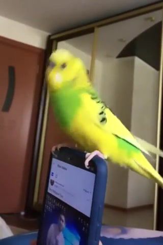 I only want you to dance, lol, fun, dance, parrot, dancer, star, animal, bird.