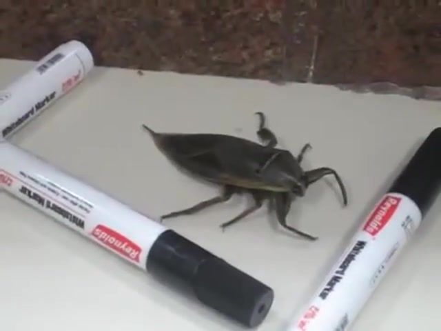 Large Insect, Creepy, Big, Beetle, Water, Magic Markers, Mysore, India, Insect, Bug, Animals Pets