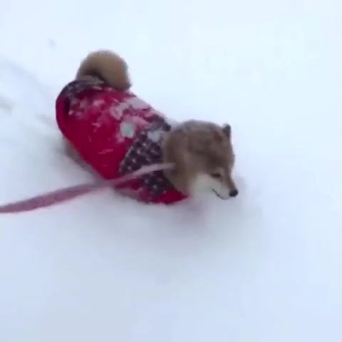 Let it snow, rapid liquid, dogs, christmas, shibe, dog snow, animals pets.